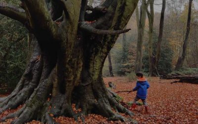 Press Release: Our ancient Forest needs renewed vision from the City of London