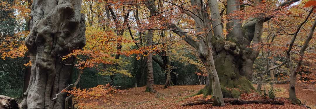 Remember Epping Forest Heritage Trust in your will