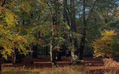 We need renewed visionary investment in Epping Forest