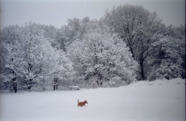 Hainault Forest 1992 b