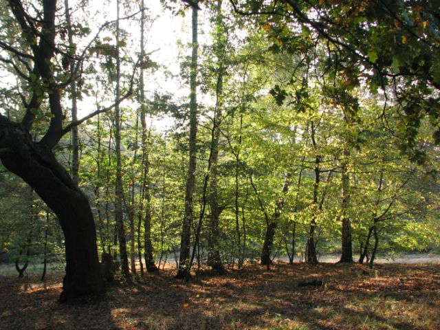 High beach epping forest