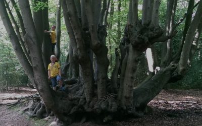 Press Release: Councillors and candidates asked to show their love for Epping Forest