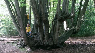 Protect Epping Forest for generations to come