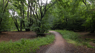 epping forest path