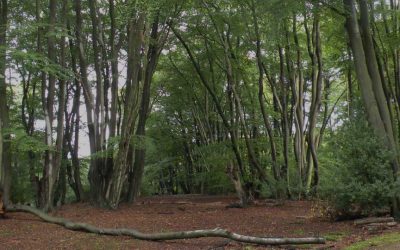 #LoveEppingForest: Betty’s Story