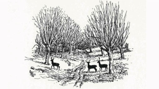 Epping Forest Centenary Walk sketch deer in the forest