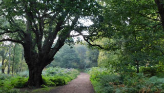 Epping Forest Big Walk 2022