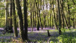 Epping Forest bluebell
