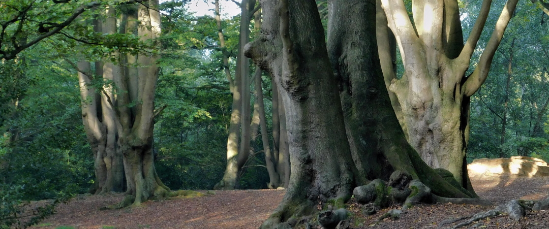 ancient trees in Epping Forest