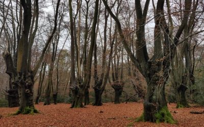 Ancient trees in Epping Forest: pollards, coppices, coppards
