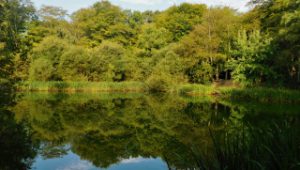 epping forest golden hill waymarked trial