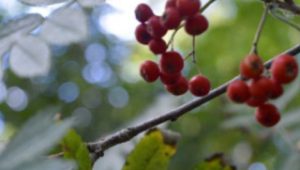 epping forest waymarked trial rowan trial