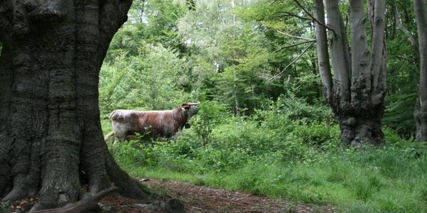 A long horn cattle grazing in green wooded area