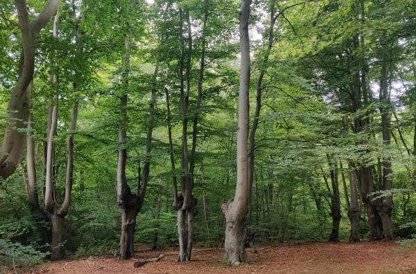 ancient beech pollards and their tall branches reaching towards the sky in a green shaded ancient forest