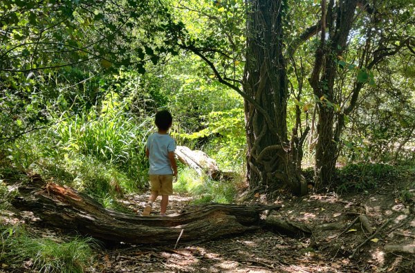 a young child in summer clothing walking in a ancient forest