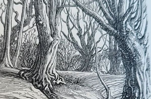 illustration oof pollarded trees in Epping Forest - book by Edward North Buxton