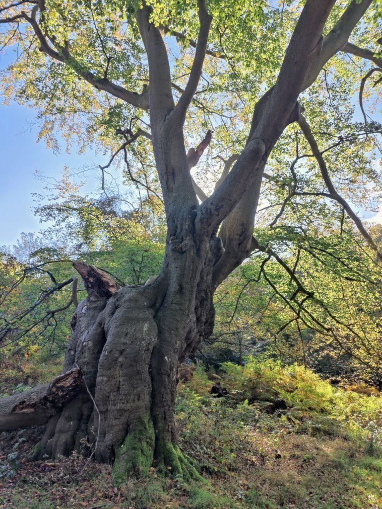An ancient tree in Epping forest with broken branches