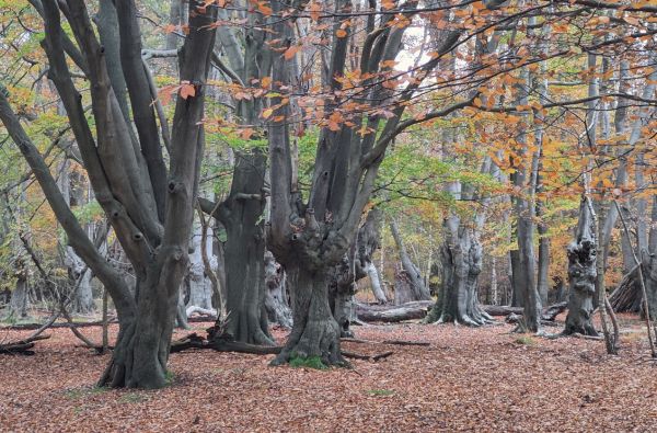 Ancient pollards in Epping Forest