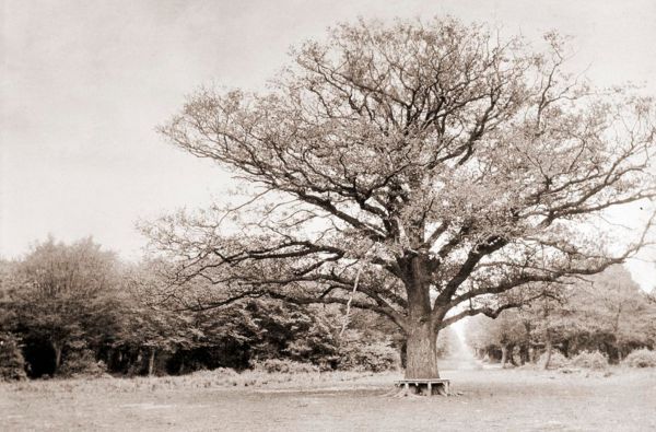 Bedford Oak, also known as Grimston's Oak c 1880's