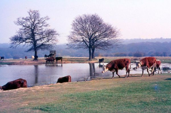Commoner’s cattle drinking from Butler’s Pond in March 1965