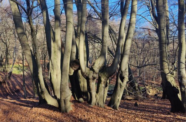 Coppard Beech at Dulsmead Hollow in Epping Forest