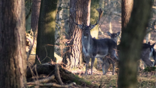 Deers in Epping Forest
