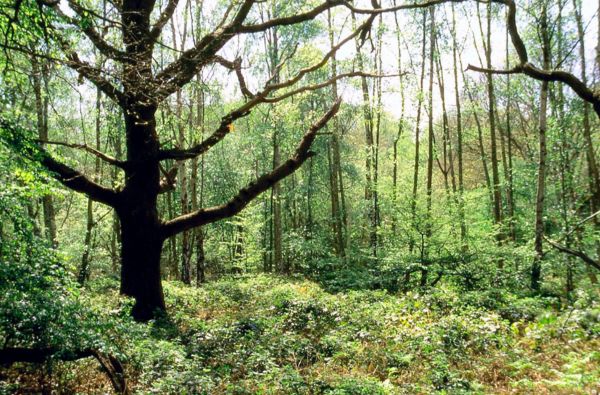 Peartree Plain in 1997, Epping Forest