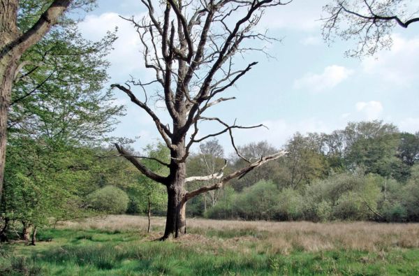 Peartree Plain in May 2002. Epping Forest