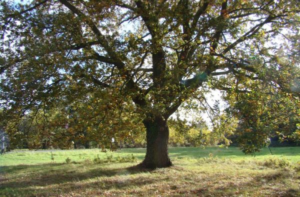 The commemorative oak planted in 1932 on Mill Plain in Epping Forest