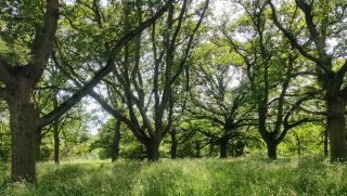 A summer trail between Epping and Chingford