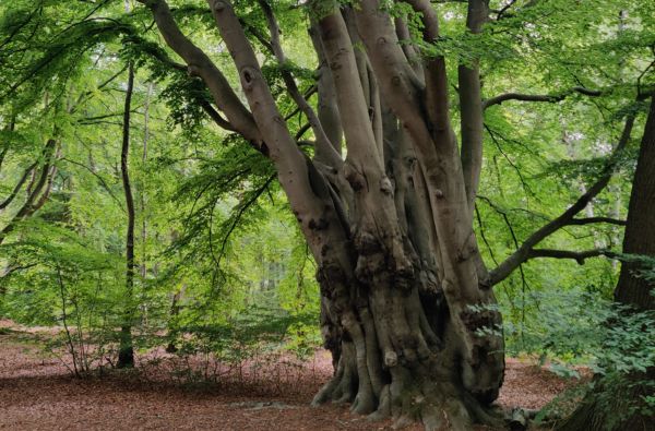 a magnificent ancient beech with thick trunk and gnarled bark in a lush green forest in the background.