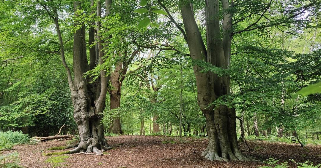 General Election 2024 Epping Forest Heritage Trust