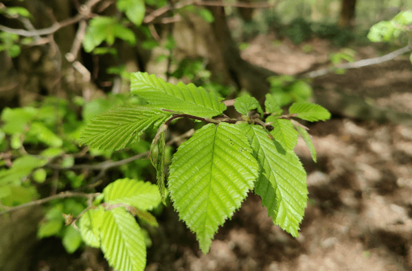 young hornbeam leaves in spring