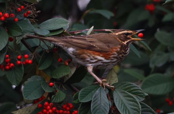 A redwing with a Cotoneaster berry around Loughton station. Photo © Robin Pettitt