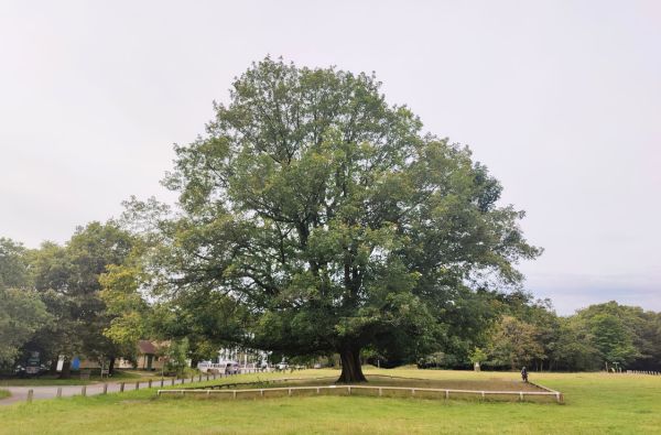 queen victoria oak 