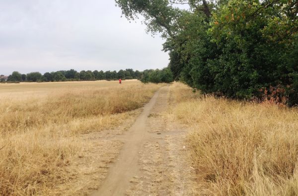 column warmer climate and natures calendar. picture shows very dry grassy plain 