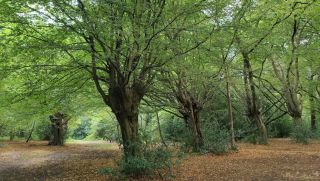 hornbeams pollards in epping forest