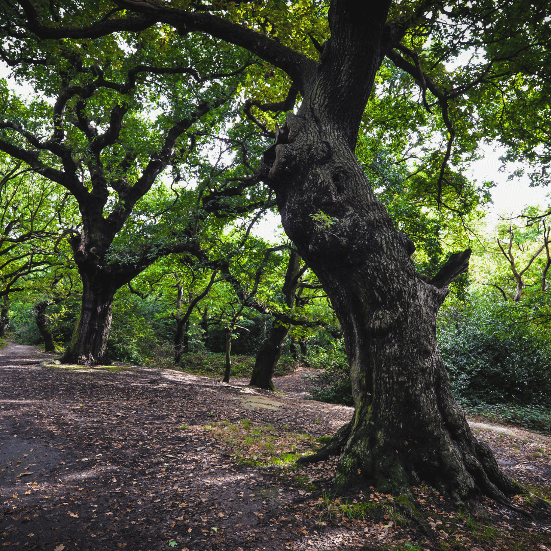 Epping Forest Trees