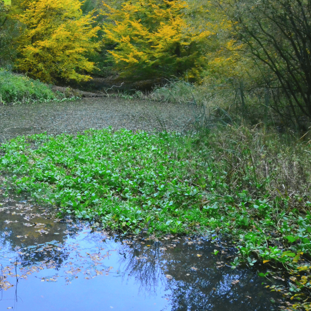Epping Forest Pond