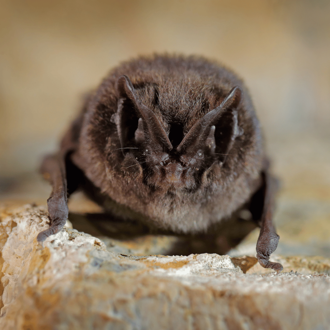 Barbastelle Bat