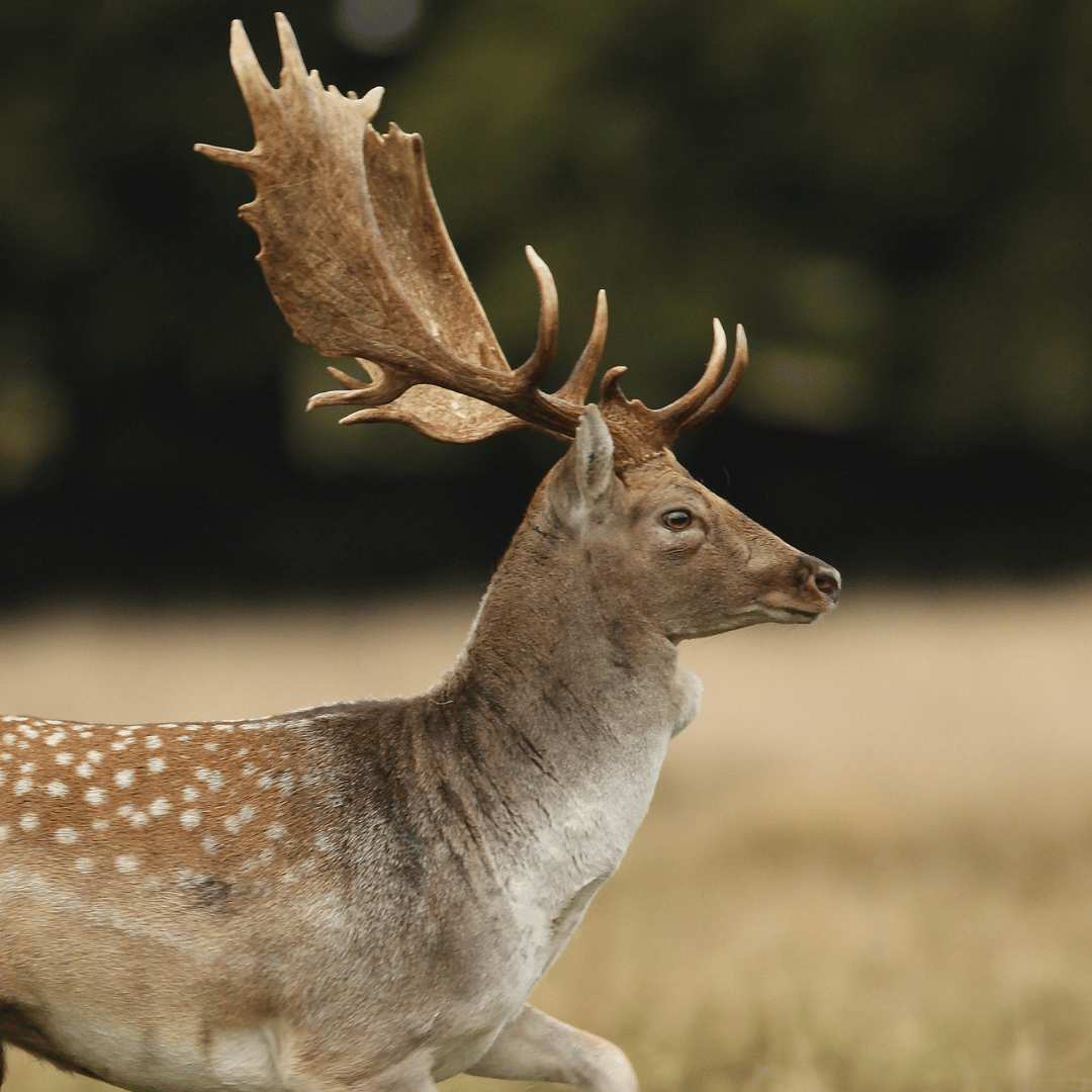Fallow Deer