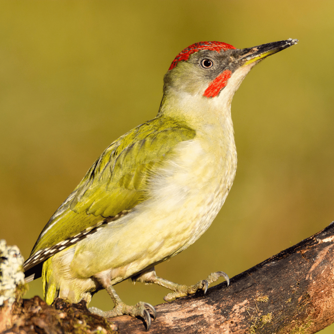 Green Woodpecker