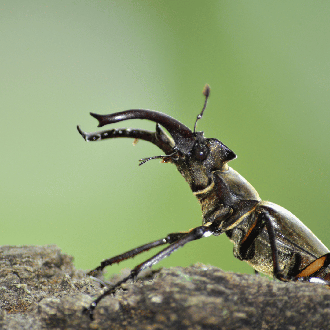 Stag Beetle
