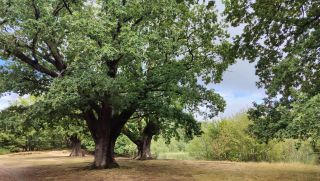 Discover Trees in Epping Forest (Chingford)