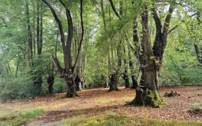 Reflections: 2026 local elections, and what it meant for Epping Forest