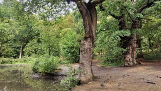 Discover Trees in Epping Forest (Highams Park)