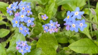 In memory of Peter William Leveridge