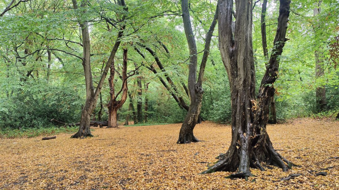 The 'Big View' near High Beach in Epping Forest, looking to Waltham Abbey and across the Lea Valley. 
