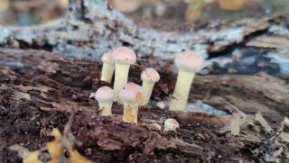 Fungi walk at Lords Bushes