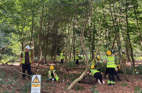 A group of volunteers wearing high-visibility vests and safety helmets carry out conservation work in a wooded area. Several people are clearing invasive sycamore and working among small trees and fallen branches on a leaf-covered forest floor. In the foreground, a sign reads, “Hazardous area. Conservation work in progress.” Sunlight filters through the dense woodland canopy.